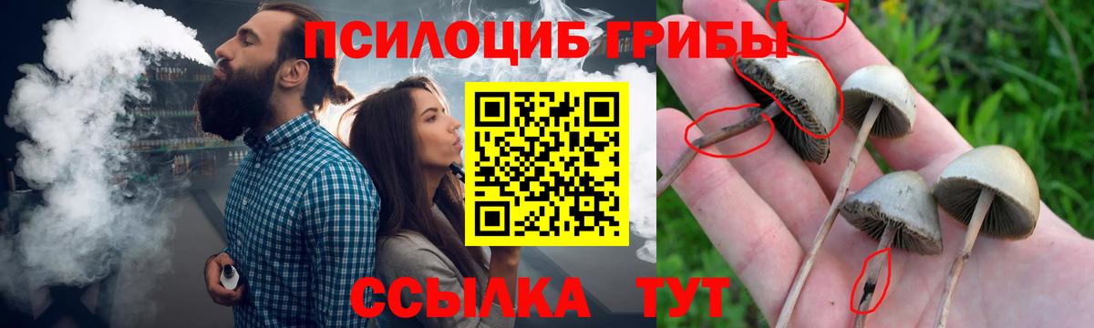 Красногорск  Псилоцибиновые грибы мицелий  Псилоцибиновые грибы Psilocybe  Вход с VPN 